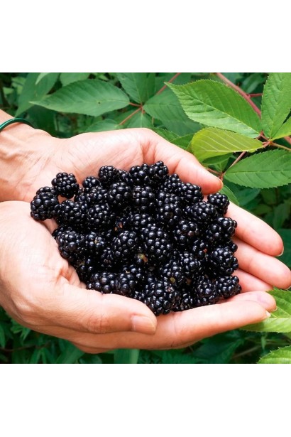 Ожина Понка глянцеві чорні плоди